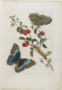 Nagy kék pillangók és piros gyümölcsök, 1705-71 (kézzel színezett rézkarc és metszet)